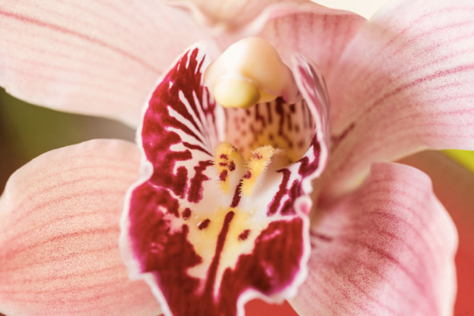 Orchid2.png