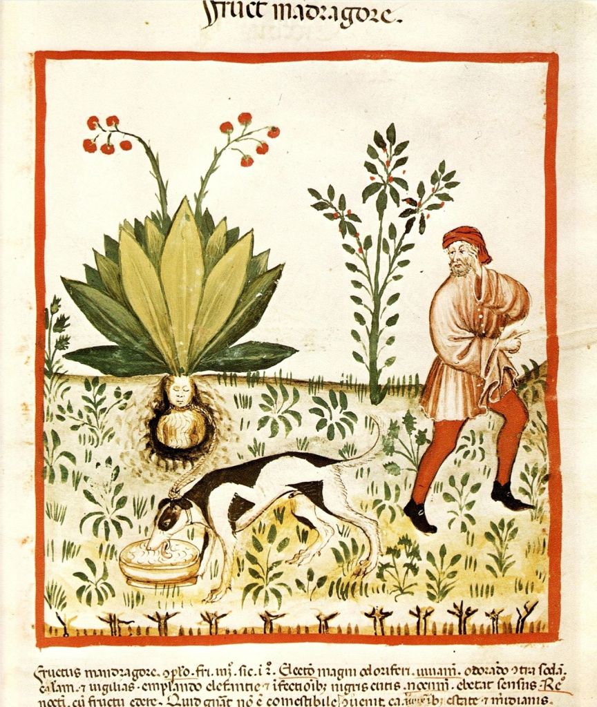 An illustration of a Mandrake root from Tacuinum Sanitatis.