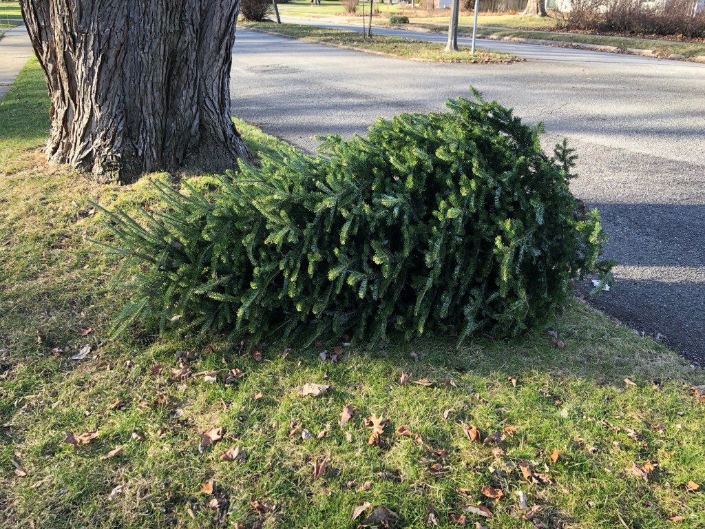 Discarded Christmas tree sits on grass at a curb