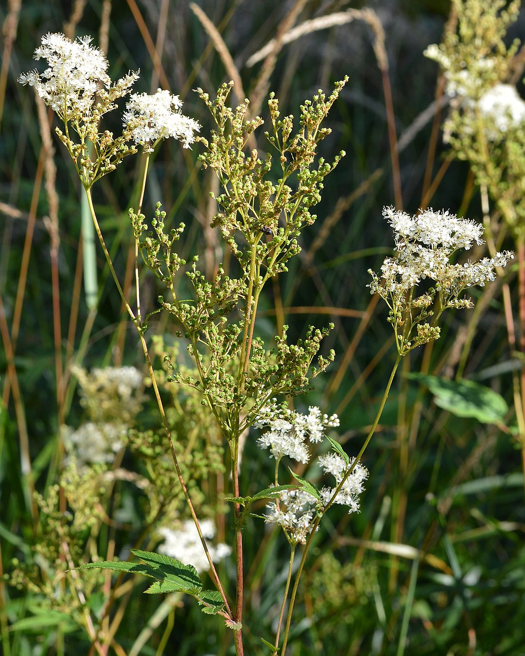 Watching Aspirin Grow Plant Power in the Medicinal Garden S Y N A P