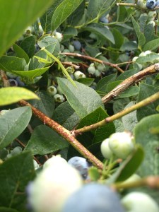 Blueberry bushes in August, Connecticut, USA