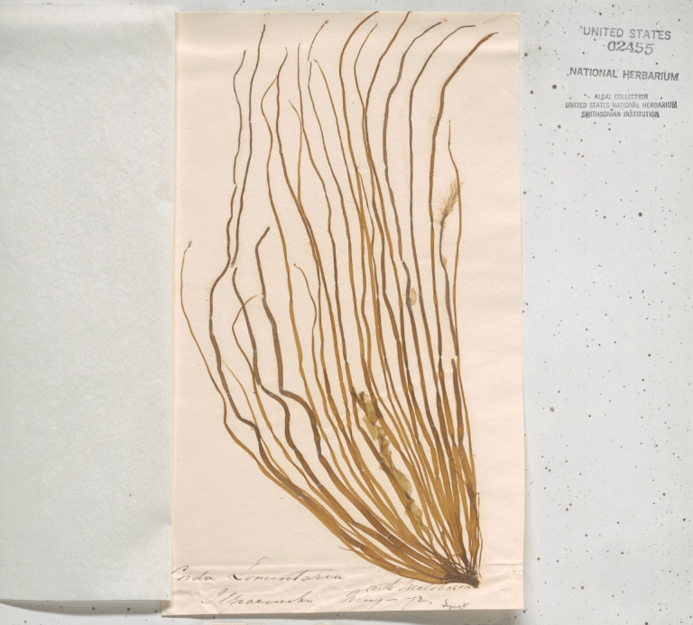 Scytosiphon lomentaria, an algae found along the coast of Ilfracombe, England, where George Eliot spent many of her summers.